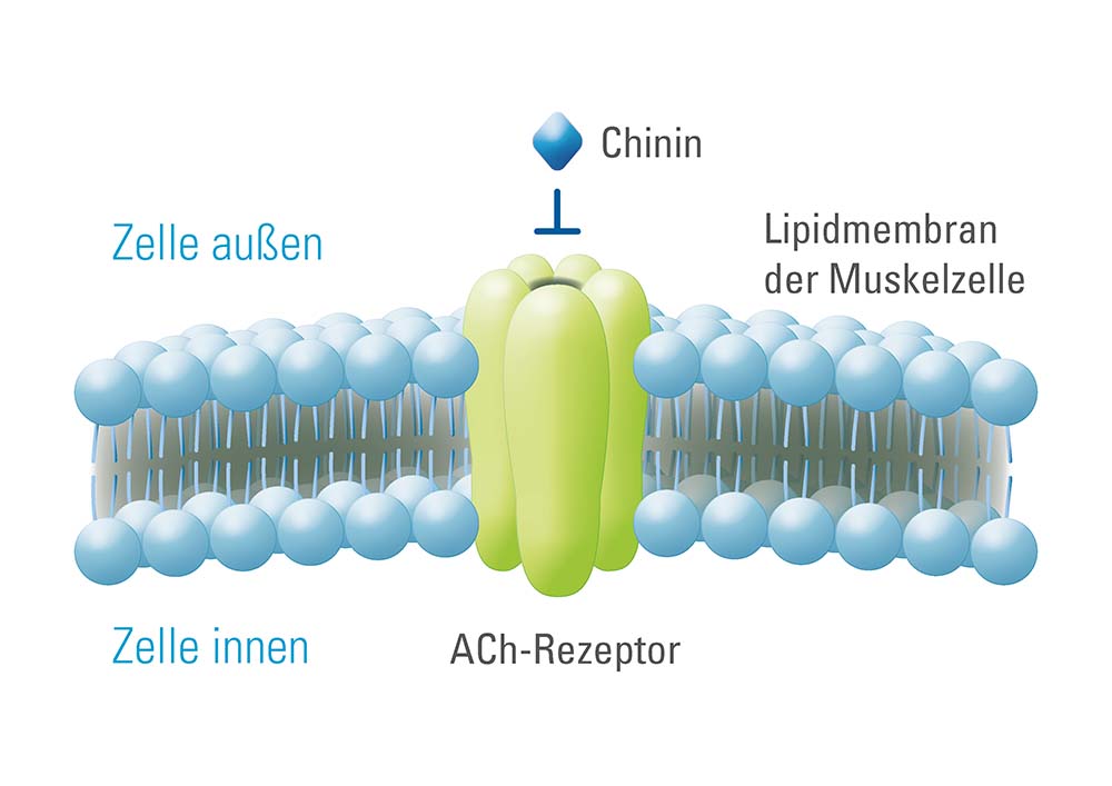 Chinin-Rezeptor
