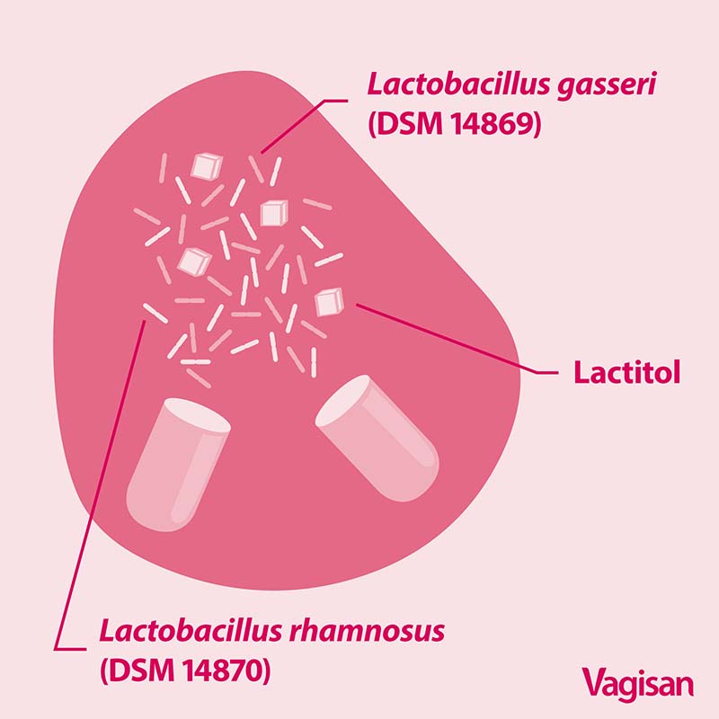 Milchsäure-Bakterien in Vagisan-Kapsel