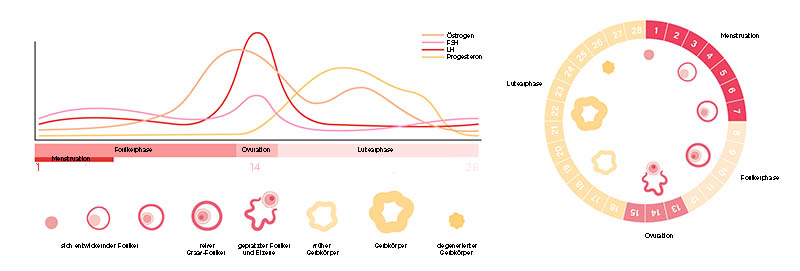PTA-Fortbildung zu Menstruationsbeschwerden: Hormone im Zyklus Ein Graph veranschaulicht die Veränderungen im Hormonhaushalt während des Zyklus.