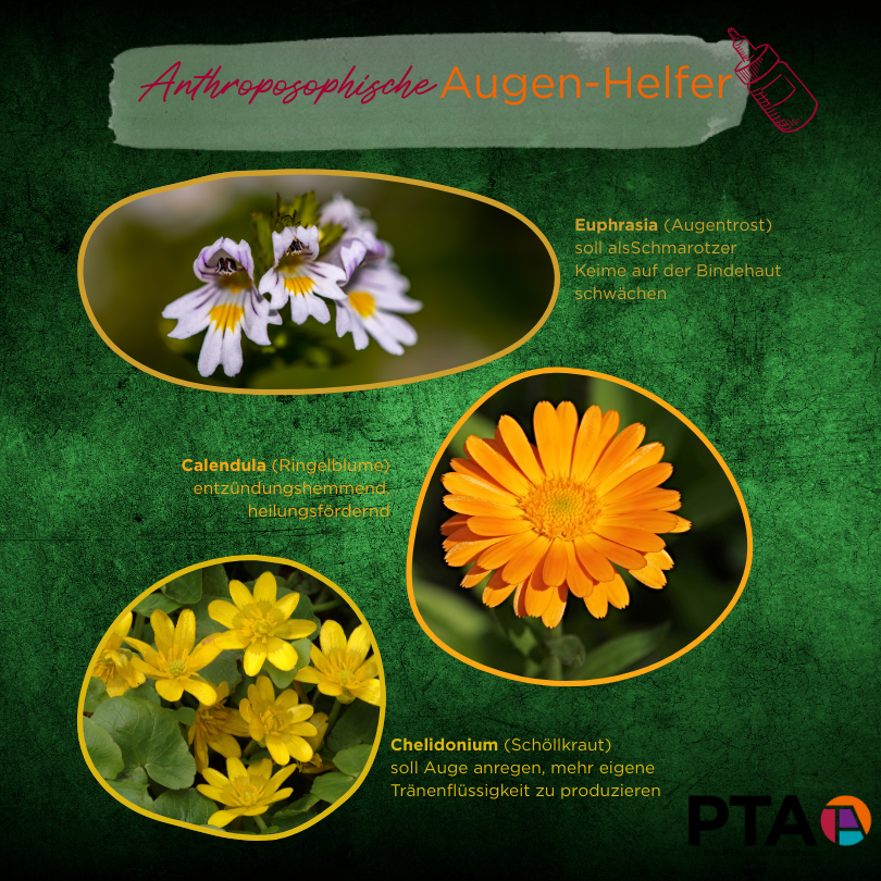 Collage dreier Heilpflanzen mit dem Titel „Anthroposophische Augen-Helfer“: oben Euphrasia (Augentrost) soll als Schmarotzer Keime auf der Bindehaut schwächen, in der Mitte Calendula (Ringelblume) entzündungshemmend, heilungsfördernd, unten Chelidonium (Schöllkraut) soll Auge anregen, mehr eigene Tränenflüssigkeit zu bilden.