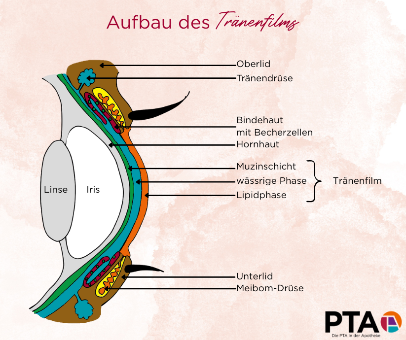 Seitlicher Querschnitt durch das Auge. Muzinschicht und wässrige Phase des Tränenfilms umgeben den ganzen Augapfel, die Lipidphase liegt auf dem von außen sichtbaren Teil des Auges.