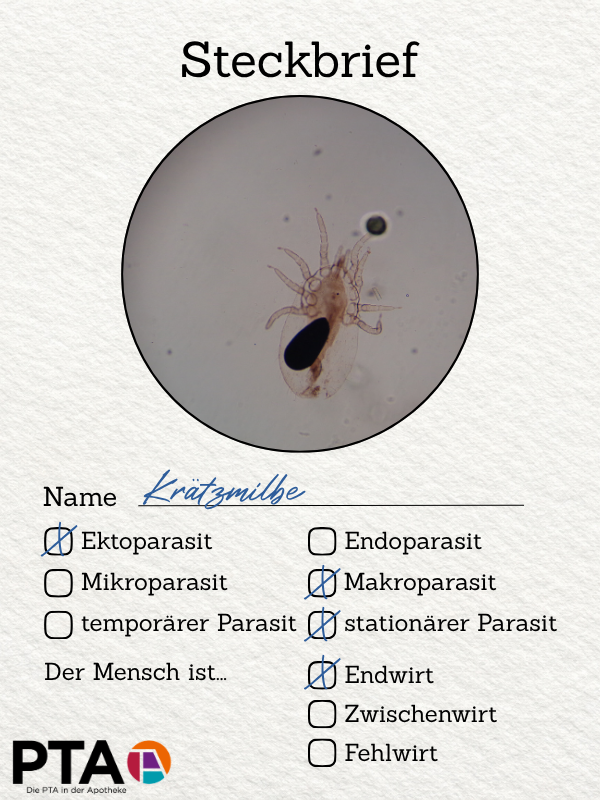 ein Steckbrief, ein mikroskopisches Bild von einer Krätzmilbe mit 8 Beinen, darunter steht, sie ist ein Ektoparasit, Makroparasit, stationärer Parasit und der Mensch ist der Endwirt.