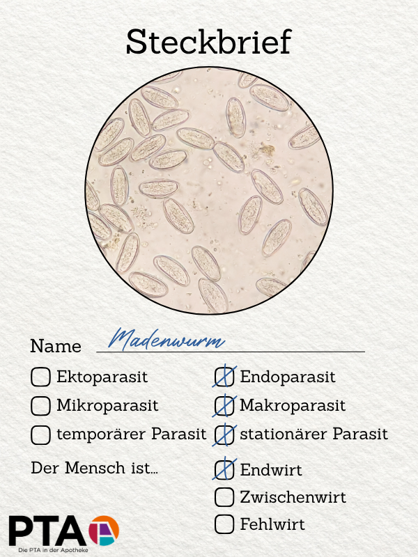 ein Steckbrief, ein mikroskopisches Bild von Madenwurmeiern, darunter steht, sie der Madenwurm ist ein Endoparasit, Makroparasit, stationärer Parasit und der Mensch ist der Endwirt.