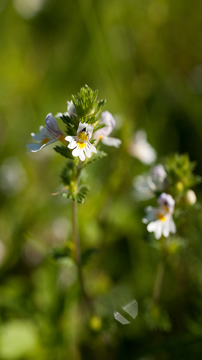 Euphrasia-Pflanze: kleine weiße Blüten, violett geadert, mit einem gelben Fleck innen