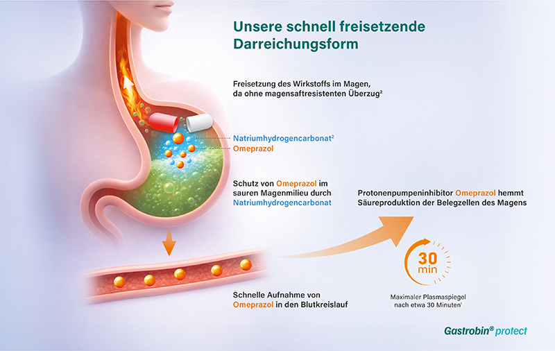 Eine Grafik zeigt die gerade beschriebene schnelle Freisetzung von Gastrobin protect im Magen und die dadurch schnelle Aufnahme in den Blutkreislauf.