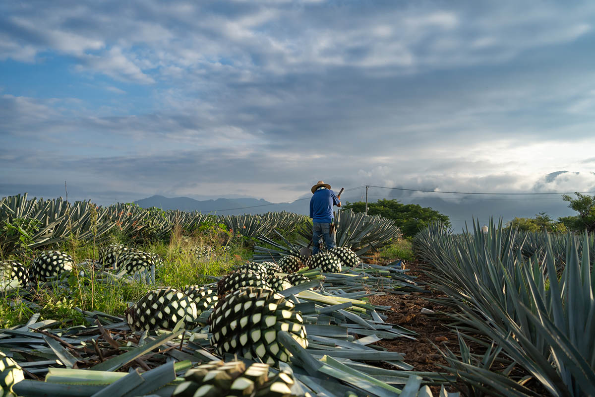 was ist agave spirituose Agaven-Spirituose – Selva Negra 46 % vol. 500 ml – wolkenlos und heiter main image 0