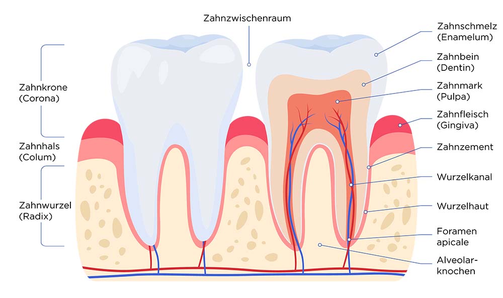 Querschnitt durch das Gebiss. Der Zahn besteht von oben nach unten aus den Bereichen Zahnkrone, Zahnhals und Zahnwurzel. Die Schichten sind von außen nach innen Zahnschmelz, Zahnbein und Zahnmark. Die Zahnwurzel sitzt, umgeben von der Wurzelhaut, im Alveolarknochen. Der Zahnhals sitzt im Zahnfleisch.
