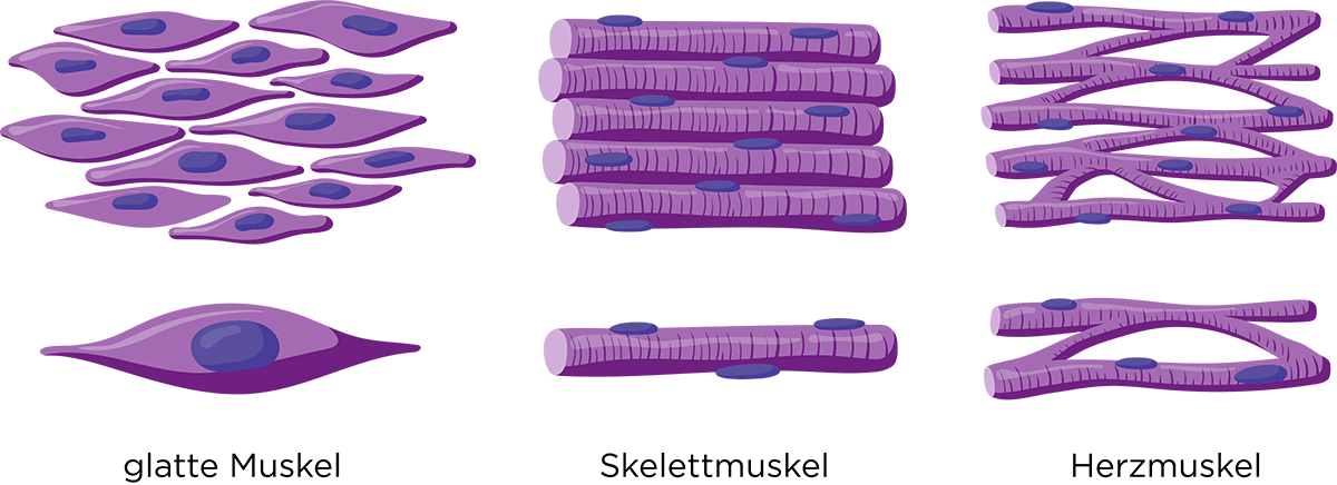 Eine Grafik zeigt den Aufbau verschiedener Muskelarten im Gewebe und im Querschnitt: Glatte Muskeln sind rautenförmig, Skelettmuskeln faserartig und Herzmuskeln vernetzt.