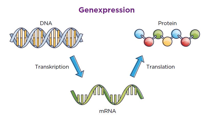 Schema der Translation und Transkription: Die Doppelstrang-Helix DNA wird während der Translation in die Einzelstrang-mRNA übersetzt. Aus der mRNA werden beim Prozess der Transkription Aminosäuren und ihre Reihenfolge abgelesen, die dann Proteine bilden.