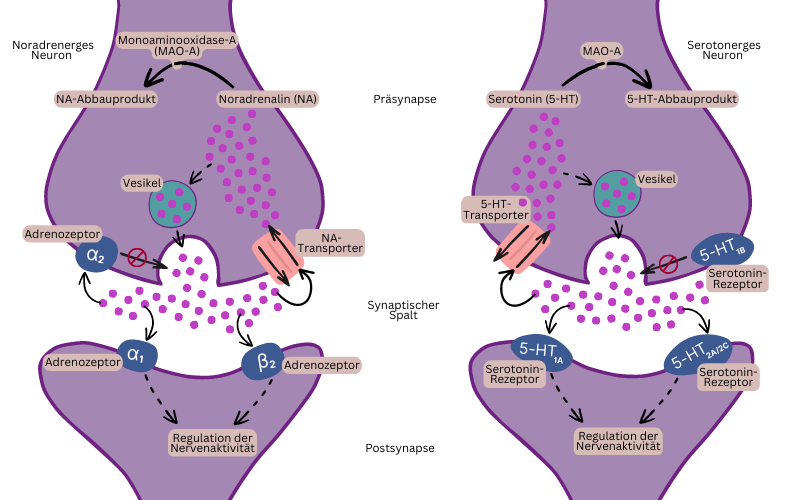 Synapse des noradrenergen und des Serotonergen Neurons: Wege der Transmittersubstanzen