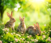 kaninchen im gras