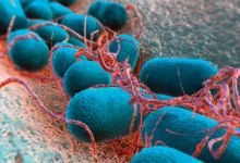 e.-coli-bakterien