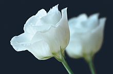 zwei rosen auf schwarzem hintergrund