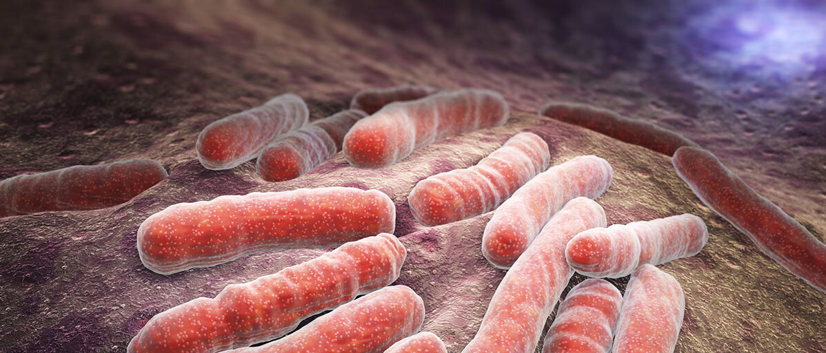 Tuberkulose Bakterien