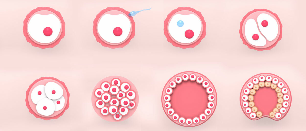 Grafische Darstellung von 8 Stadien der Embryonalentwicklung: Von der unbefruchteten Eizelle über die Befruchtung und die ersten Zellteilungen bis hin zur Blastula und Gastrula.