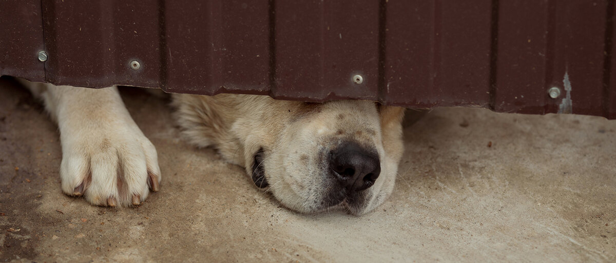Ein Hund steckt seine Nase und eine Pfote unter einem Tor durch