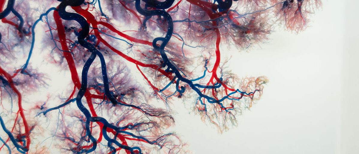 Rot und blau eingefärbte Kapillare und Blutgefäße.