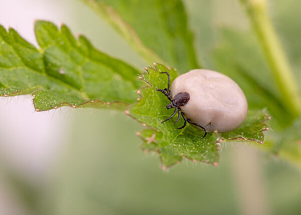 Nahaufnahme: vollgesaugte Zecke auf Blatt