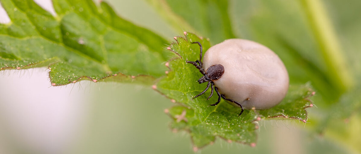 Nahaufnahme: vollgesaugte Zecke auf Blatt
