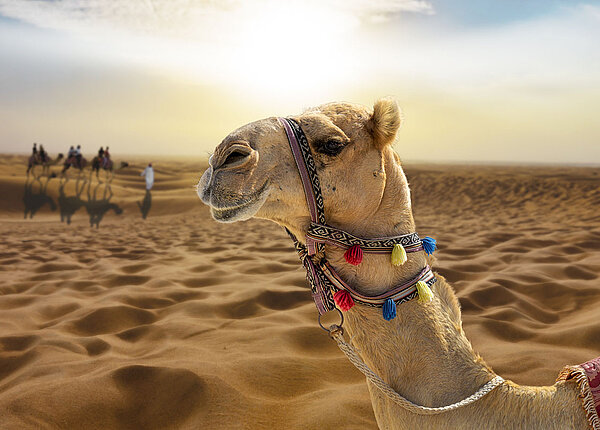 Im Hintergrund: Kamelritt in der Wüste bei Sonnenuntergang; im Vordergrund: ein Kamelkopf