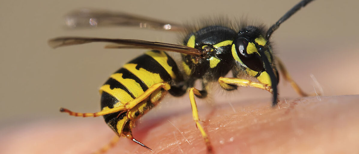 Wespe mit Stachel sitzt auf einem Arm