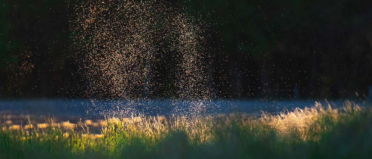 Mückenstiche: Heimische Mücken übertragen das West-Nil-Virus. Was sollte man über die Tigermücke in Deutschland und über Kriebelmückenstiche wissen? Ein Mückenschwarm über einer Wiese ist im tiefstehenden Sonnenlicht besonders deutlich zu erkennen.
