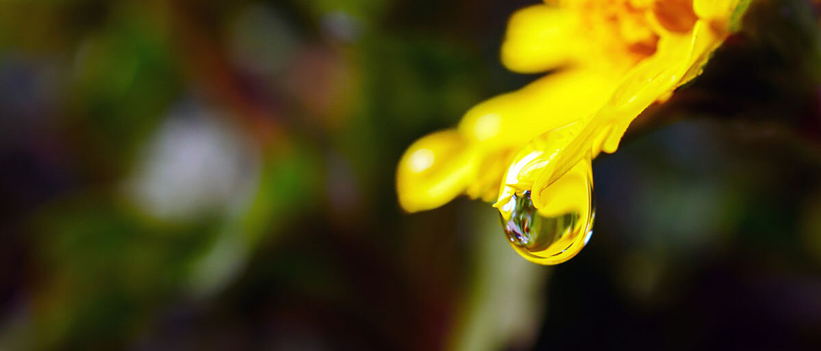 Gelbe Blüte von der ein Regentropfen abperlt 