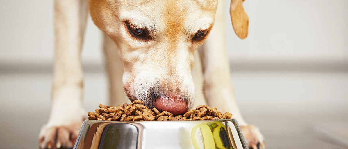 Hund hält Nase an Futter