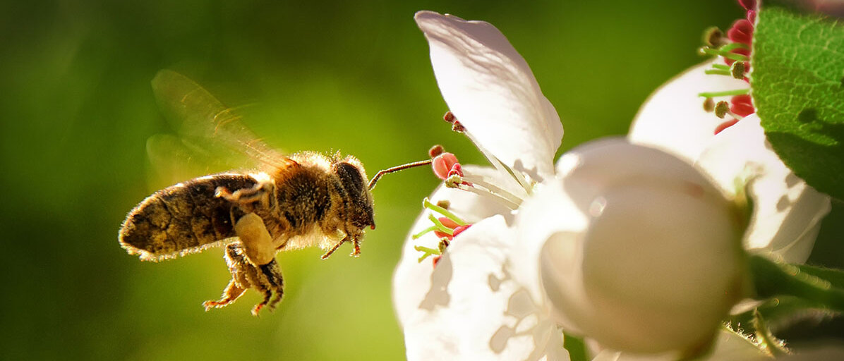 Biene fliegt an Blume