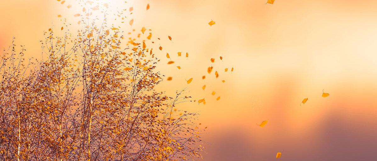 Baum verliert bunte Blaetter