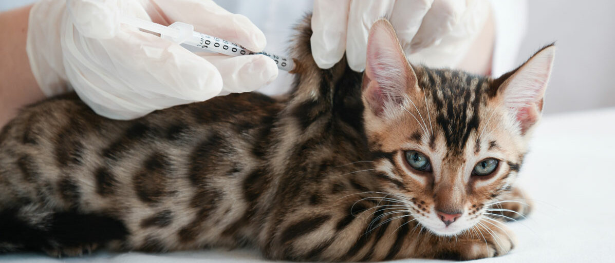 Katze wird von Tierarzt geimpft