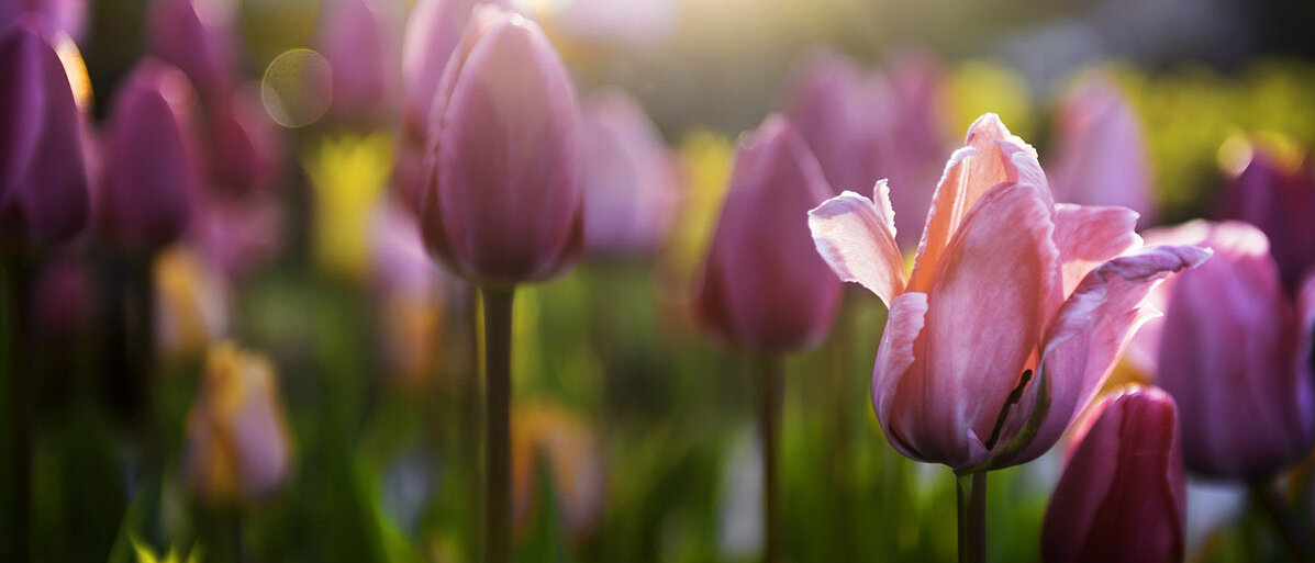 Tulpen in der Sonne