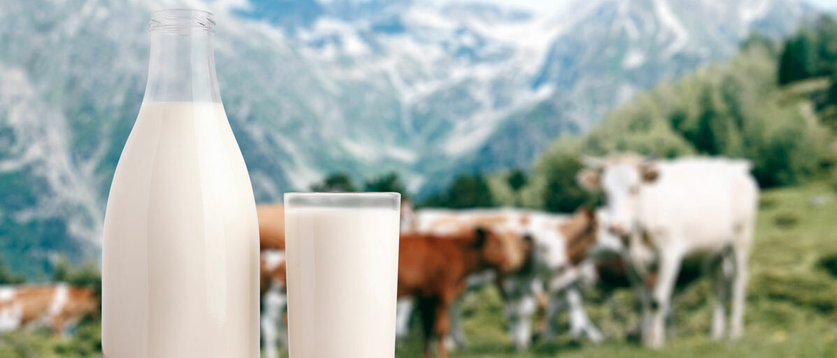Milch in Glasflasche Kühe im Hintergrund