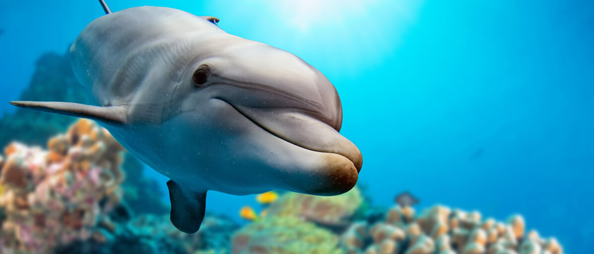 Ein Delfin schwimmt durch Korallen und lacht in die Kamera