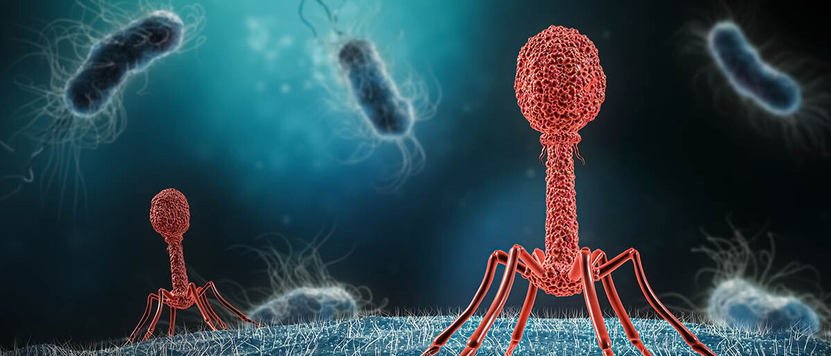 Zwei Viren sitzen auf einem Bakterium