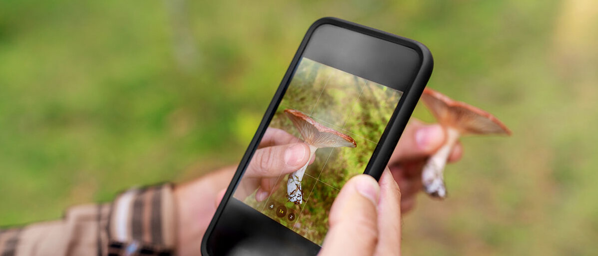 Pilzsammler versucht, einen Pilz Handy-App zu identifizieren