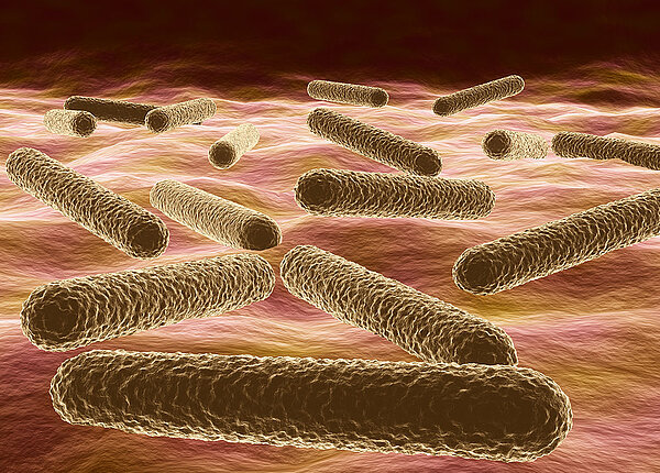 Mikroskopische Ansicht von Bakterien Mycobacterium tuberculosis Erreger der Tuberkulose 