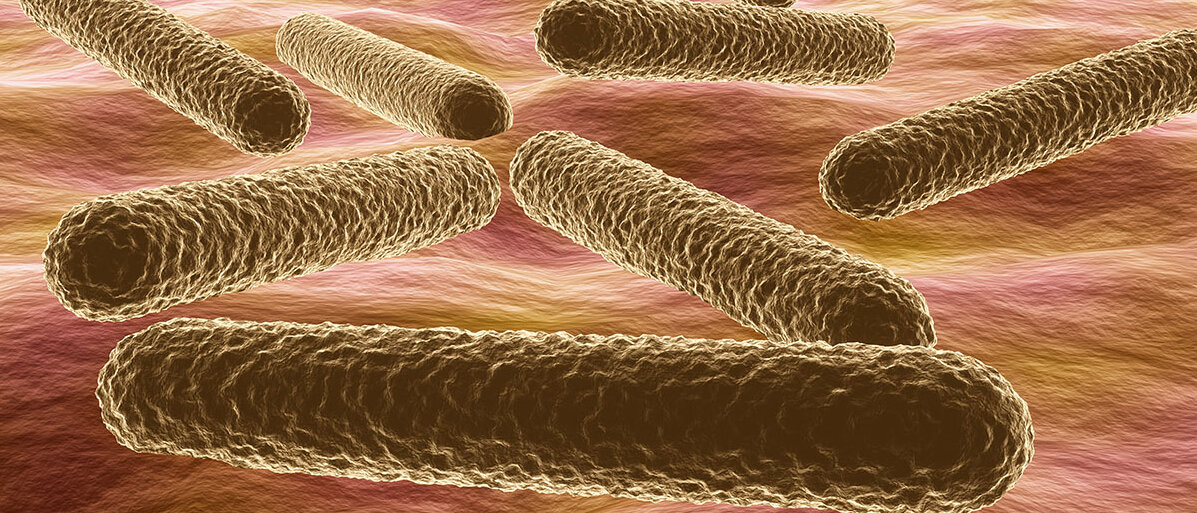 Mikroskopische Ansicht von Bakterien Mycobacterium tuberculosis Erreger der Tuberkulose 