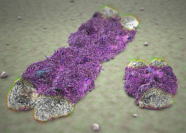 Ein großes X-förmiges Chromosom und ein wesentlich kleineres Y-Chromosom