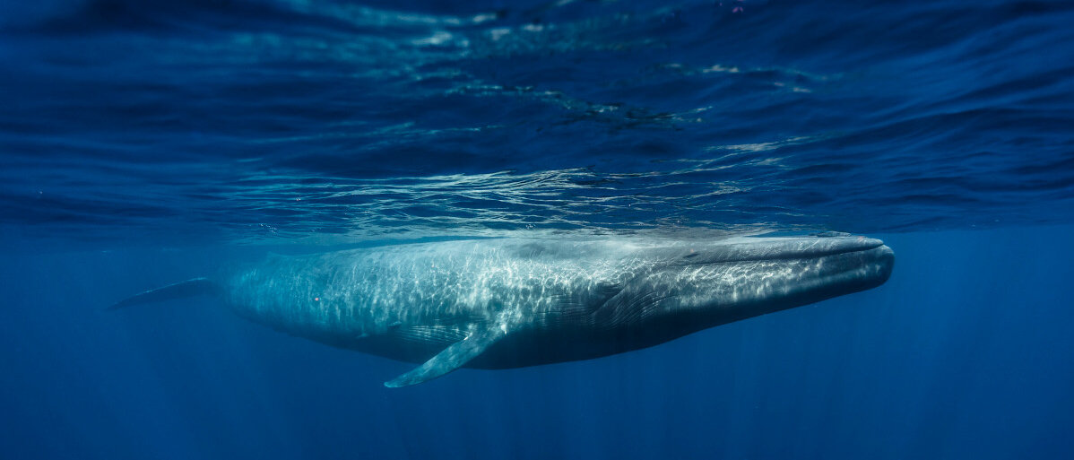 Ein Blauwal schwimmt knapp unter der Wasseroberfläche.
