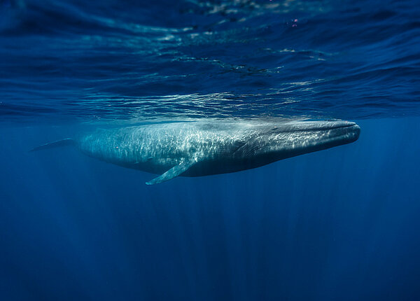 Ein Blauwal schwimmt knapp unter der Wasseroberfläche.