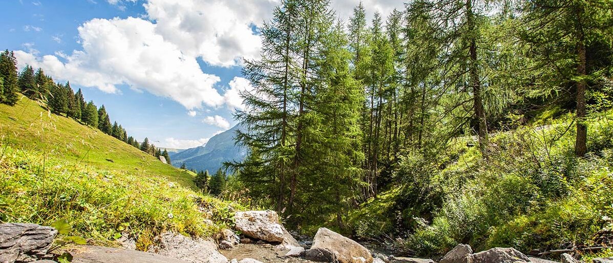 Abbildung von Waldlandschaft.