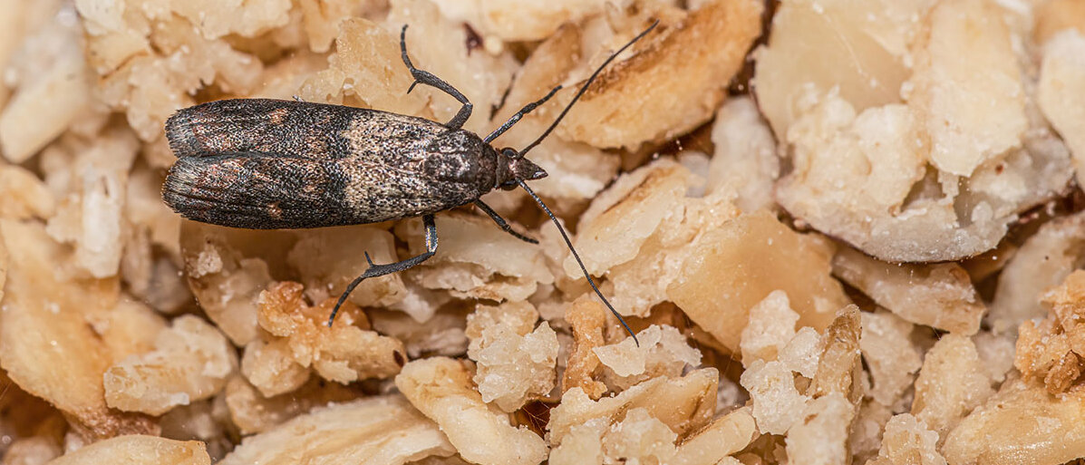 Schädlinge im Vorratsschrank Lebensmittelmotte auf Müsli
