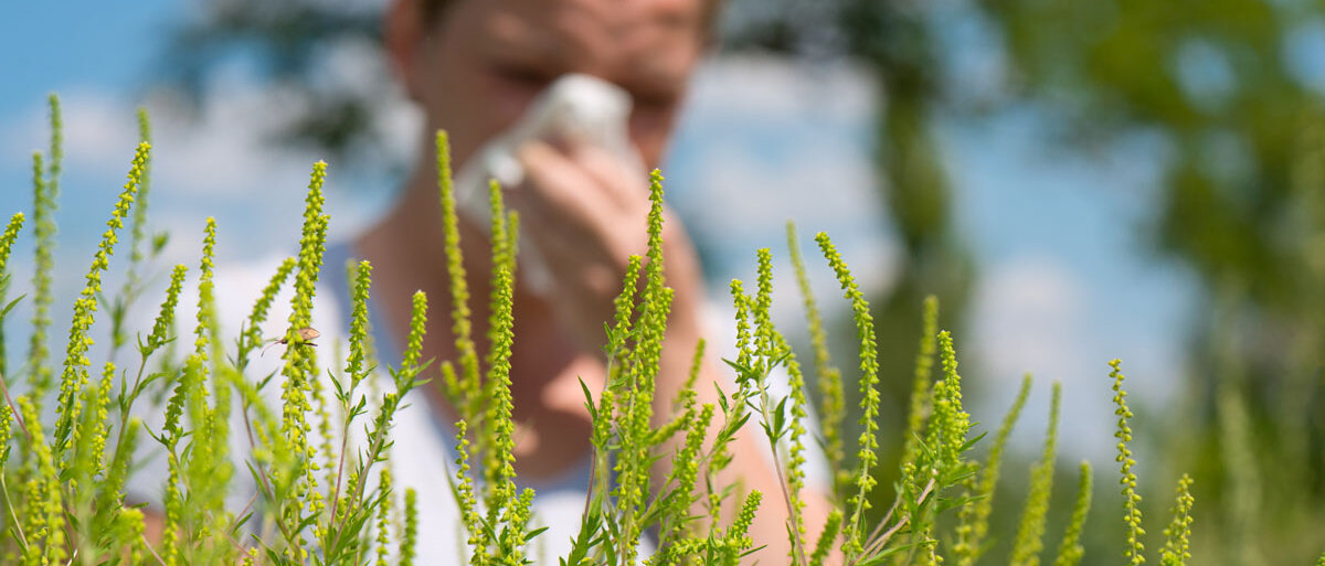 Im Vordergrund blüht Ambrosia gelb in mehreren länglichen traubigen Blütenständen, im Hintergrund niest ein Mann in ein Taschentuch.