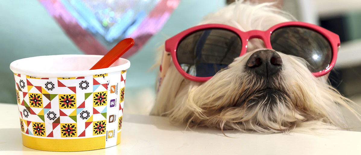 Hundeeis Hund mit roter Sonnenbrille ruht neben einem leeren Eisbecher