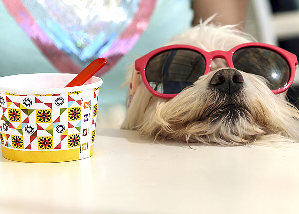 Hundeeis Hund mit roter Sonnenbrille ruht neben einem leeren Eisbecher