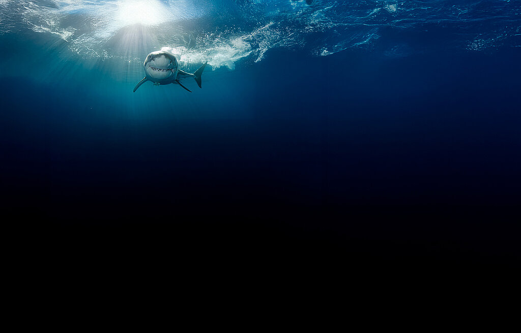 Unterwasser: Ein Hai schwimmt dicht unter der Wasseroberfläche auf den Betrachter zu – mit vielen spitzen Zähnen im Maul.