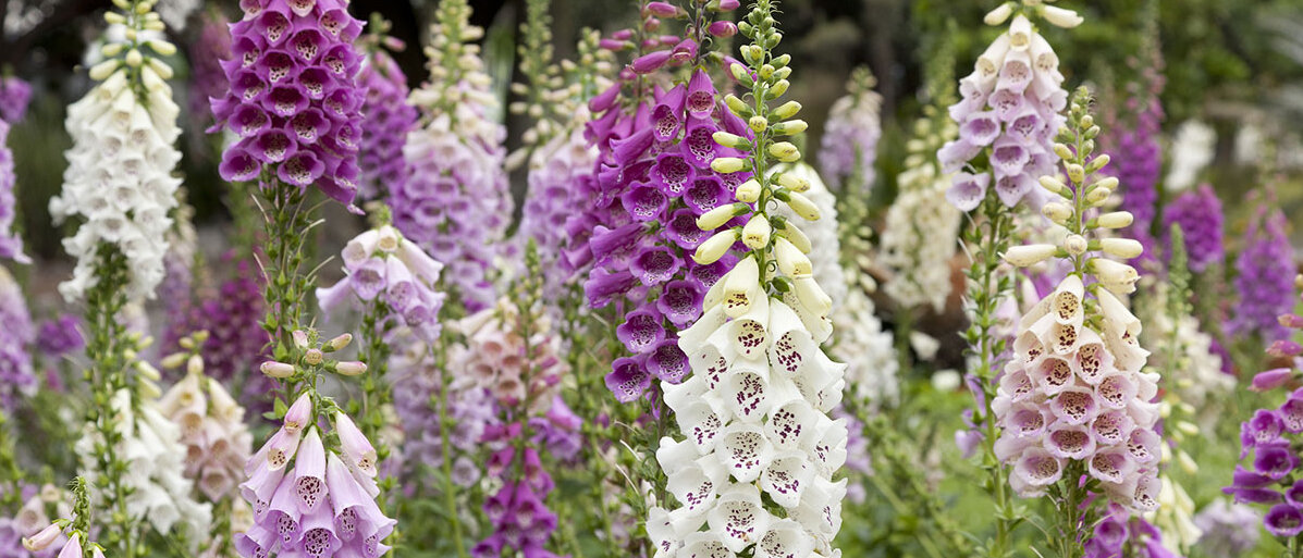Herzschwäche: Behandlung mit Digoxin Lila und Weiße Exemplare des Roten Fingerhuts