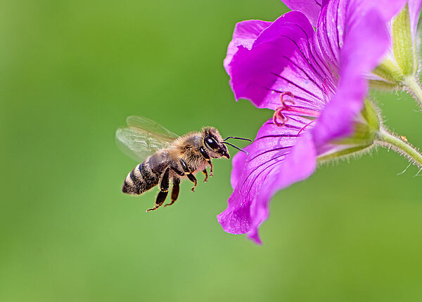 Biene fliegt auf lila Bluete zu