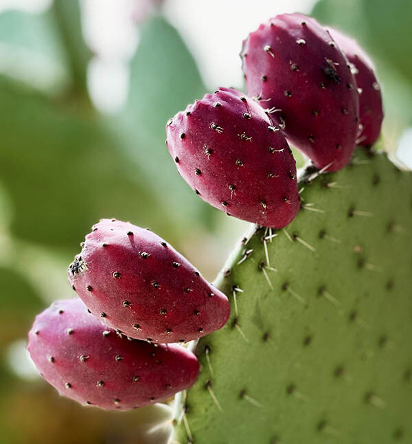 Auf dem Rand eines stachligen Feigenkaktus-Blatts sitzen fünf pinke, stachlige, eiförmige Früchte.